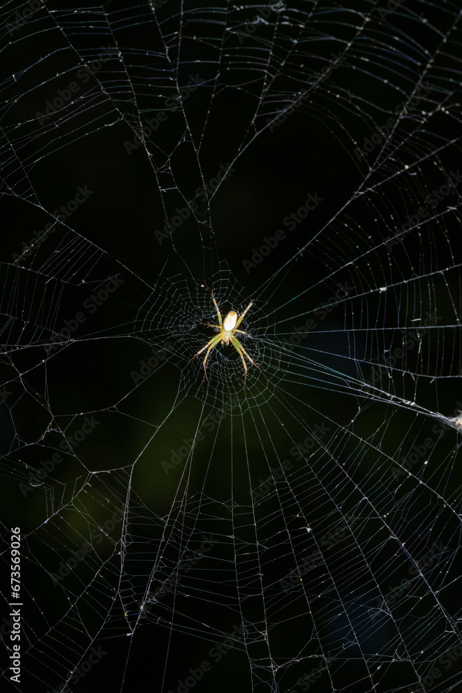 orbweaver spider in her web