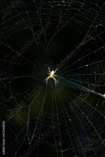 orbweaver spider in her web