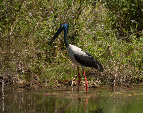Black necked Stork (Ephippiorhynchus asiaticus)  is the only stork found in Australia.