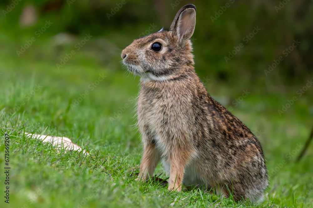 Fototapeta premium rabbit in the grass