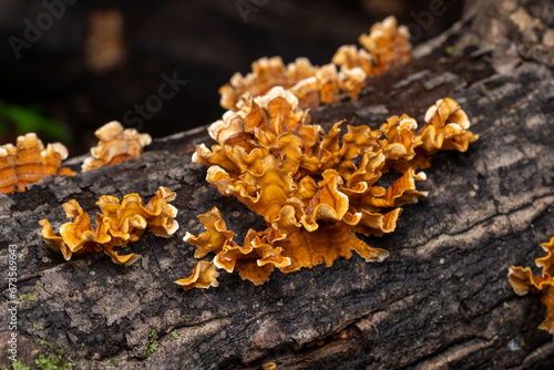 stereum mushrooms photo