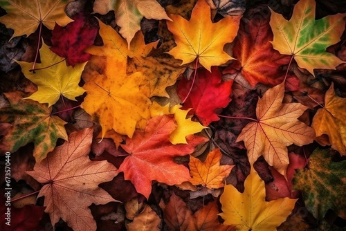 Top view of various colored maple leaves and orange-red leaves In the fall, the concept background