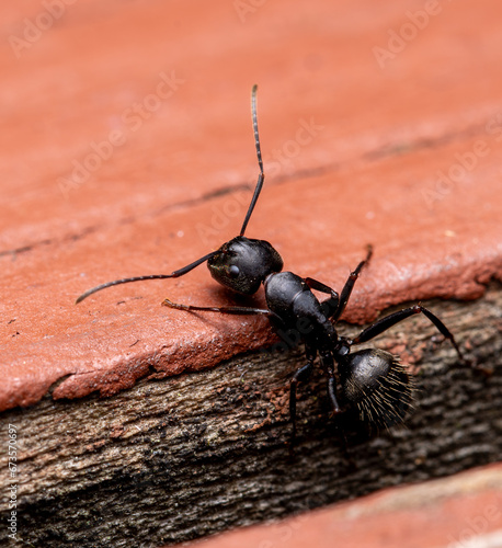eastern black carpenter ant © RJMendez