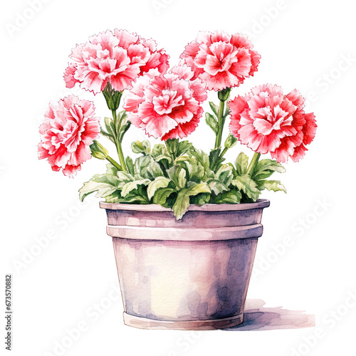Pink Carnations in pot Watercolor