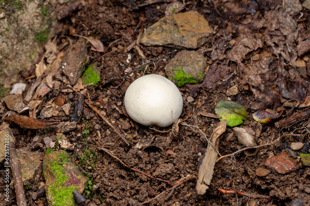 lycoperdon puff ball mushroom lycoperdon puff ball mushroom