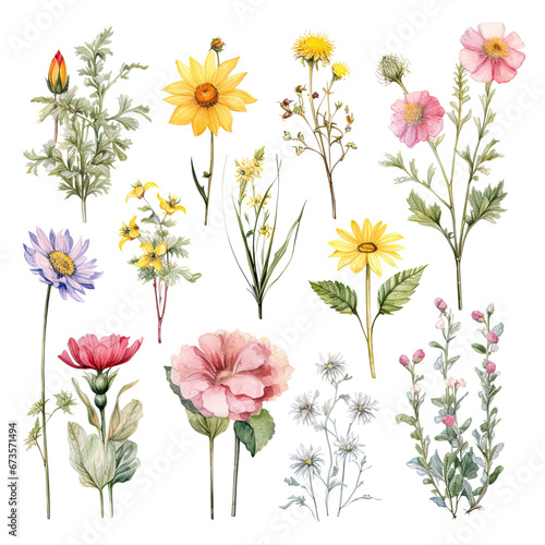 Watercolor Summer Flowers: Bright Floral Elements for Modern Illustrations and Graphics © Jiraphiphat