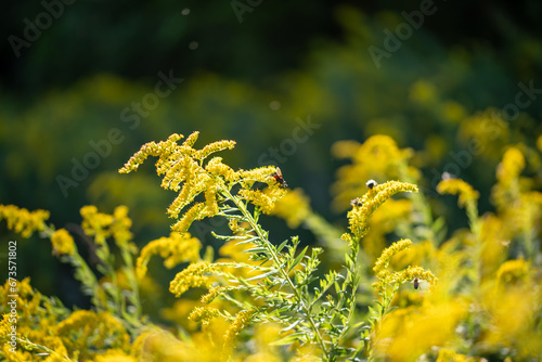 western honey bees on goldenrod
