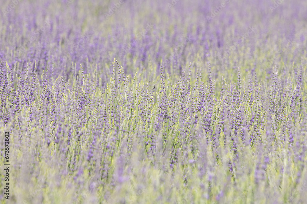Fototapeta premium Close-up detail of a field of English Lavender bushes, with a shallow depth of field and soft colors.