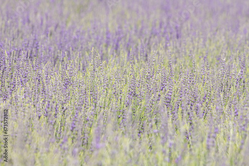 Close-up detail of a field of English Lavender bushes, with a shallow depth of field and soft colors.
