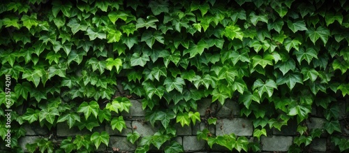 Ivy in green emerges through the worn texture of an old brick wall showcasing a detailed pattern in the background © 2rogan