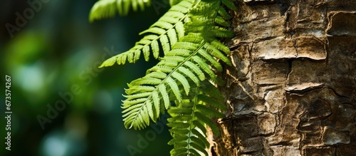 The foot fern of the squirrel thrives on the sturdy bark of the palm tree trunk photo