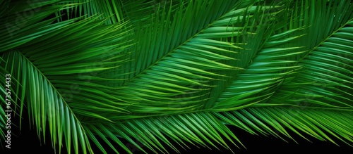 The coconut leaves have a resemblance to feathers and they are green in color