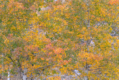 Aspen leaves changing color on trees in autumn in the Colorado high country.