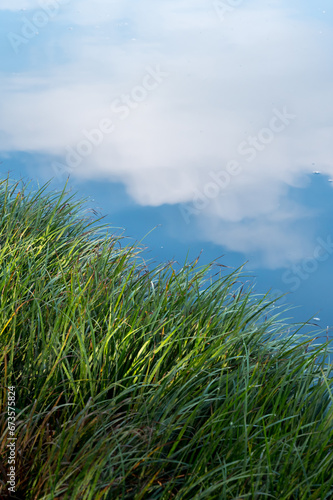 Green grass and the reflection of blue sky and white clouds in the water