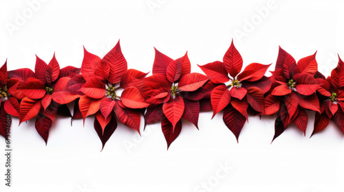 Row of red poinsettias on a white background