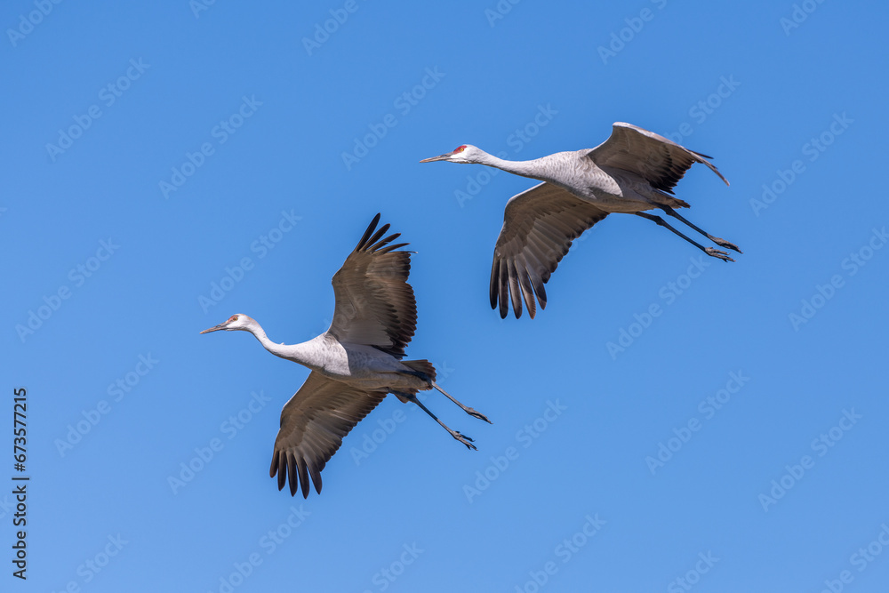 Fototapeta premium Close-up of two Sandhill Cranes in flight, bird migration, birds flying across a blue sky