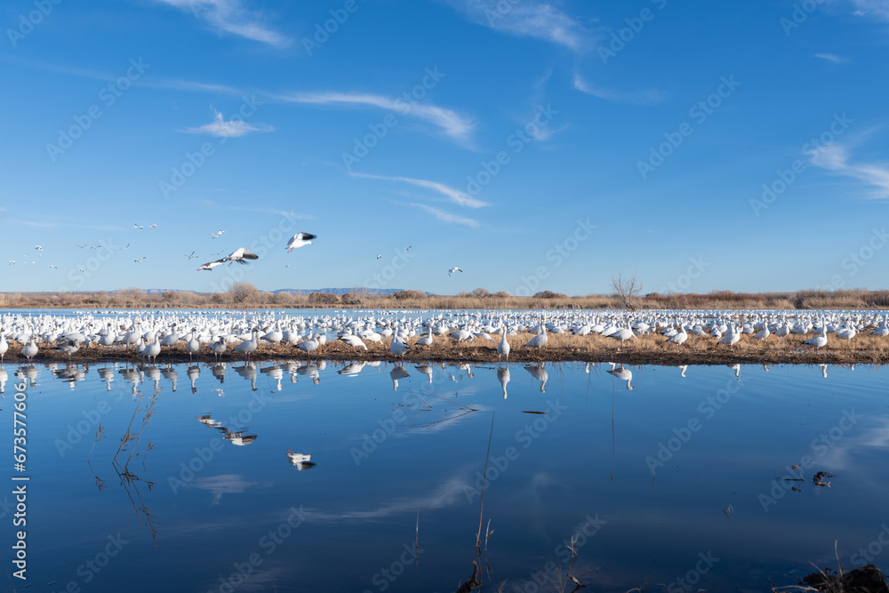 A flock of Snow Geese nest along the bank of a lake in winter, blue sky, reflection, as above so below.