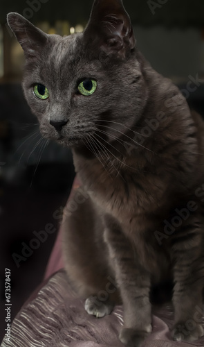 Domestic gray cat sitting upright, thin vertical