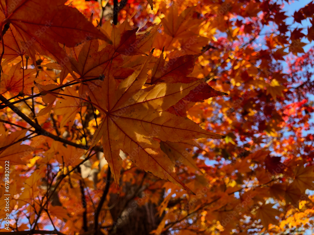 The height of red maple leaves The height of red maple leaves