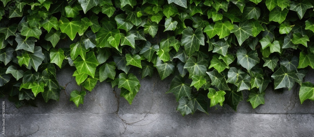 The backdrop of the concrete wall is adorned with lush ivy The backdrop of the concrete wall is adorned with lush ivy
