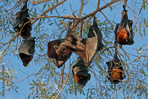 Black flying foxes (Pteropus alecto) hanging in a tree, Nitmiluk National Park, Northern Territory, Australia. photo