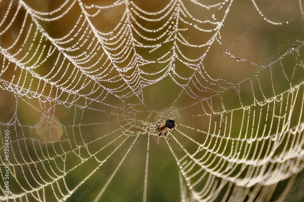 Naklejka premium Garden spider (Araneus diadematus) - a species of spider from the Araneidae family. The name comes from the characteristic white cross on the abdomen. close-up photography