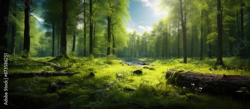 A sunny day illuminates a clearing nestled within the forest © 2rogan