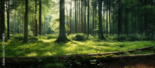 Forest during the summer season