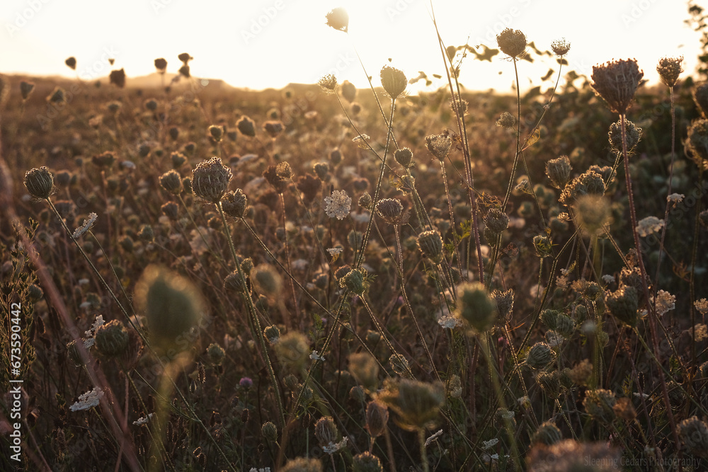Queen Anne's Lace Seedheads at Sunset  - obrazy, fototapety, plakaty 