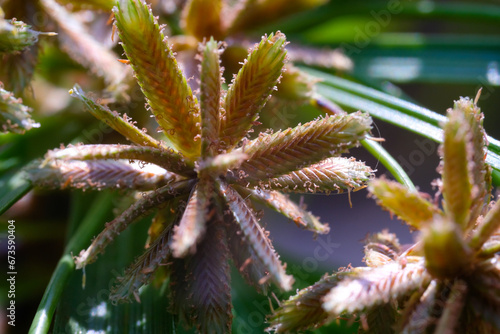 Wallpaper Mural Macro Photography. Plants Close up. Macro shot of the ornamental plant Cyperus Eragrostis, growing wild along the yard. Macro Photo of Exotic Plants Torontodigital.ca