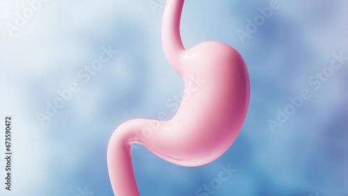 Human stomach with blue background, 3d rendering. photo