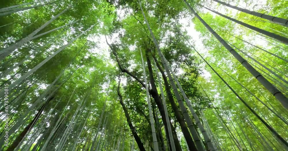 Arashiyama Bamboo Forest In Kyoto, Japan; 4K Walking Tour POV; Camera Pointing Up Towards The Sky. Arashiyama Bamboo Forest In Kyoto, Japan; 4K Walking Tour POV; Camera Pointing Up Towards The Sky.