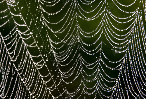 Spiderweb with Dew Drops 