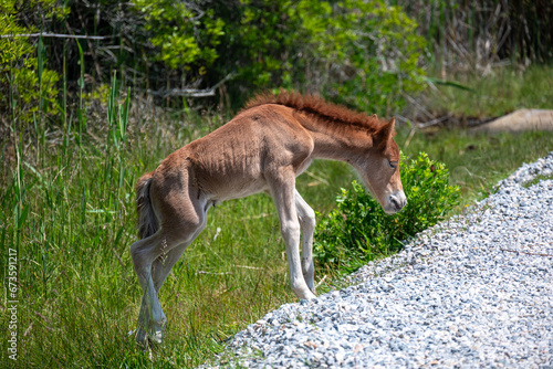 foal in the grass