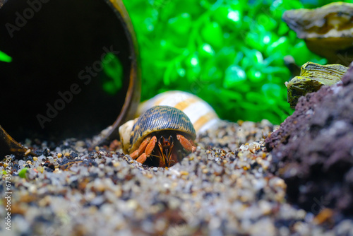 Macro Photography. Animal Close up. Macro shot of a tiny red hermit crab, Coenobita Rugosus, growing healthily in a crabitat. Pet Macro Photo photo