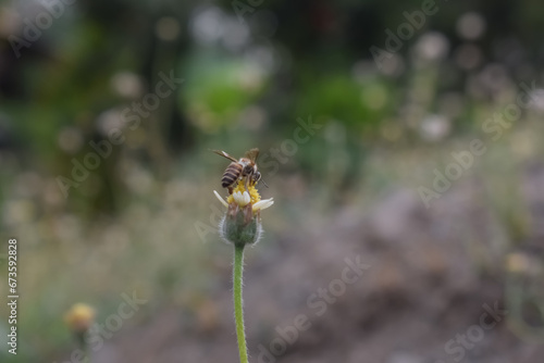 bee on a flower   © Early