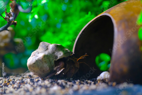 Macro Photography. Animal Close up. Macro shot of the purple land hermit crab (Coenobita brevimanus) trying to fit into a coconut shell. Shot in Macro lens photo