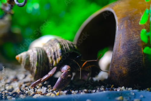 Macro Photography. Animal Close up. Macro shot of the purple land hermit crab (Coenobita brevimanus) trying to fit into a coconut shell. Shot in Macro lens photo