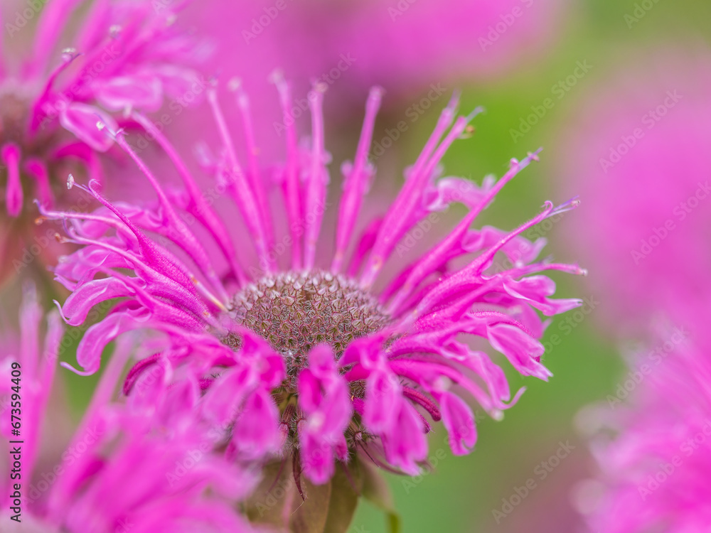 Fototapeta premium Brilliant pink bee balm plant, monarda didyma, highlighted by the morning sun.