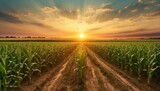 Sunset over rural farm field with barley and corn crops
