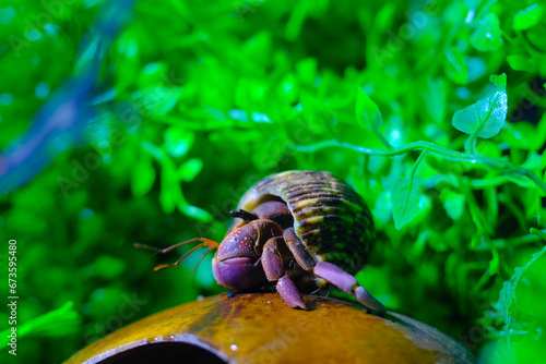 Macro Photography. Animal Close up. Macro shot of a large pet hermit crab, Coenobita violascens, purple - orange in color, walking in the crabitat. Macro Photos of Exotic Animals