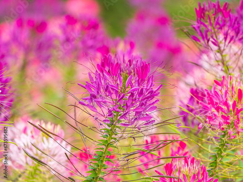 Group of purple and red Cleome hassleriana flowers or Spinnenblume or Cleome spinosa is on a green blurred background
