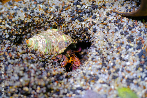 Macro Videography. Animal Close up. Macro photo of a purple hermit crab of the Coenobita brevimanus type digging in the sand for molting. Shot in Macro lens