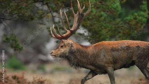 Close up of a very large red deer buck with a huge rack of antlers and covered in mud trotting through evergreen forest, slow motion photo