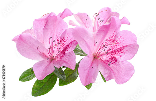 Azaleas flowers with leaves, Pink flowers isolated on white background with clipping path