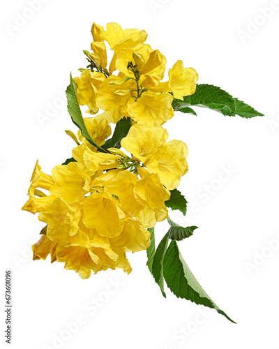 Yellow trumpet flower, Tecoma stans, Yellow flowers isolated on white background with clipping path   