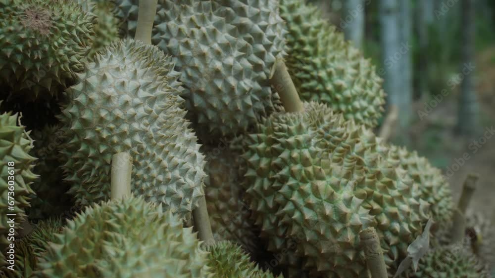 Ripe durian fruits after harvest, durian fruit plantation in Thailand Ripe durian fruits after harvest, durian fruit plantation in Thailand