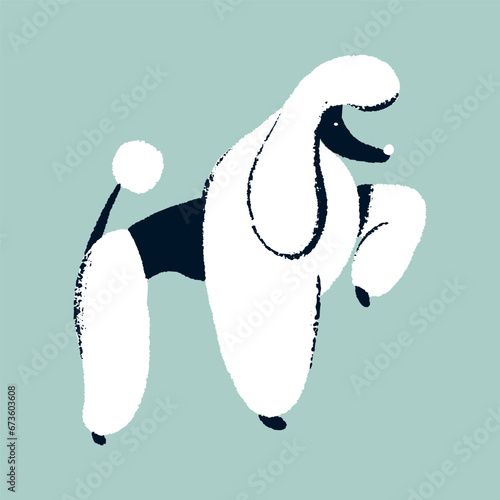 Royal poodle breed puppy side view. Funny doggy standing, pose on dog show. Elegant purebred pup with grooming, care haircut. Stylized domestic animal, cute pet. Flat isolated vector illustration