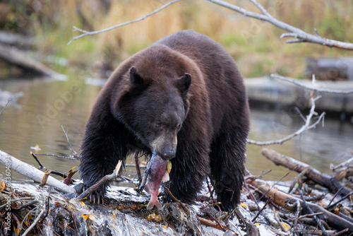 Large bear with salmon in its mouth standing in shallow water 