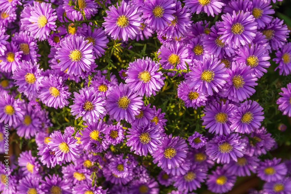 Fototapeta premium Astra novi-Belgian, now Symbiotrichum novi-Belgian. Flowers of Symphyotrichum novi-belgii. Close-up of the pink-flowering herbaceous perennial aster symphyotrichum novi-belgii rosenwitchel. Floral bac